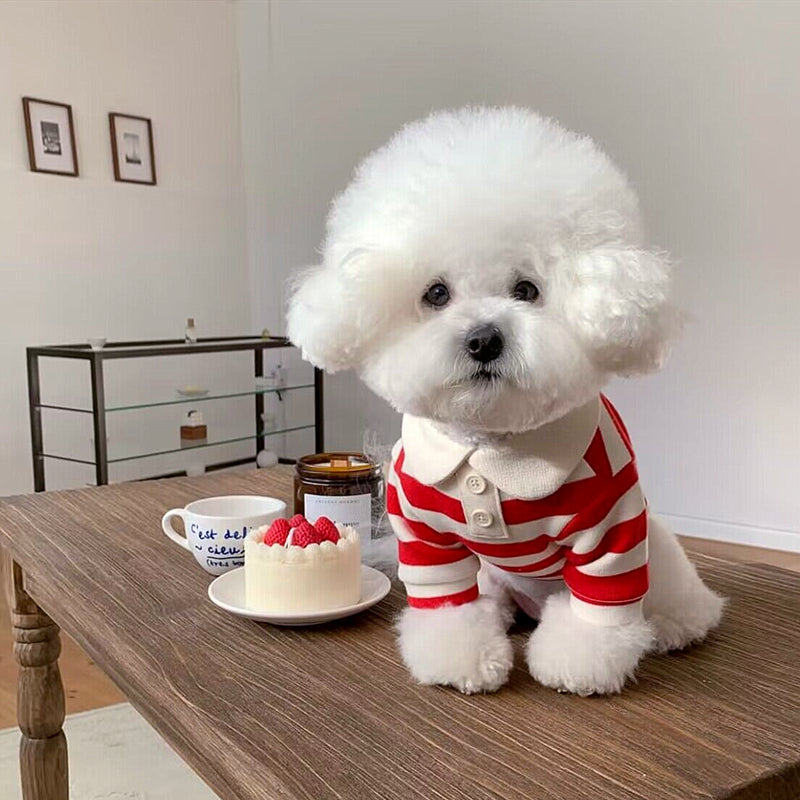 Pomeranian Shirt for Small Dogs Cats